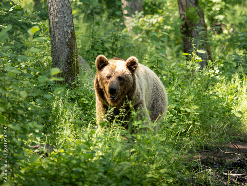 Brown bear in a forest is attentive. The Ursus arctos animal is in a natural environment with lush foliage and high trees. The wild female bear is walking around and looking for food.