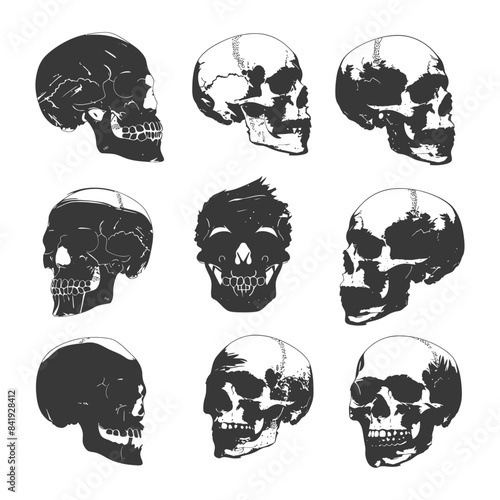 Grayscale Skull Array: Ink Sketch Variations, Anatomical Study, White Background