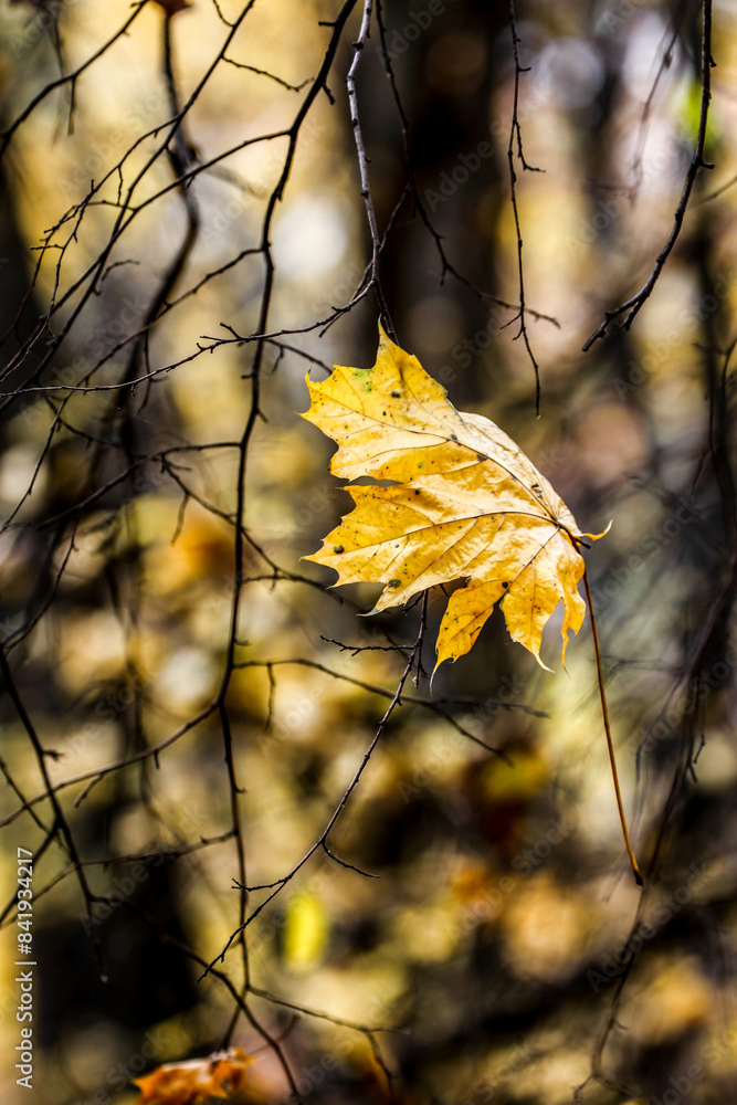 Beautiful colors of Autumn, October