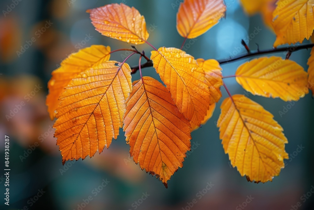 Vibrant autumn leaves in a woodland, ideal for seasonal themes. Vibrant autumn leaves in a woodland, ideal for seasonal themes.