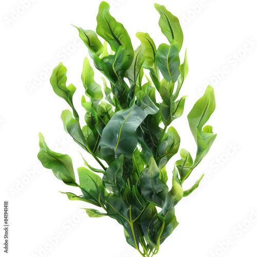 Close-up of vibrant green aquatic plant leaves, ideal for aquarium decoration or photography focused on nature and foliage.