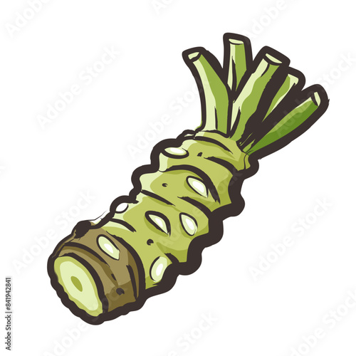 wasabi root, raw wasabi for japanese foodWhole and half wasabi  isolated on white background. vector illustration	