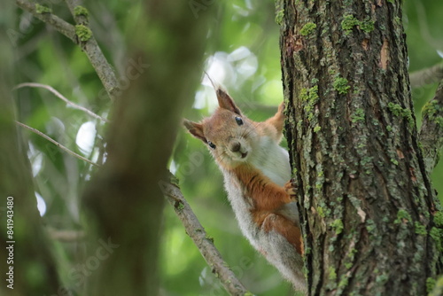 A wild forest squirrel sits on a tree. Urban wildlife © Мария Неноглядова