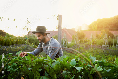 Man, farming and check vegetables or leaves for agriculture and sustainability with crops or eggplants growth in field. Worker, farmer or gardener with green produce, gardening or fertilizer for care