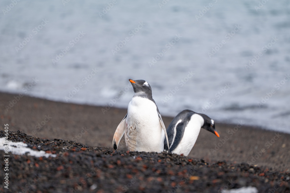 Naklejka premium Gentoo Penguins on Deception Island, Antarctic