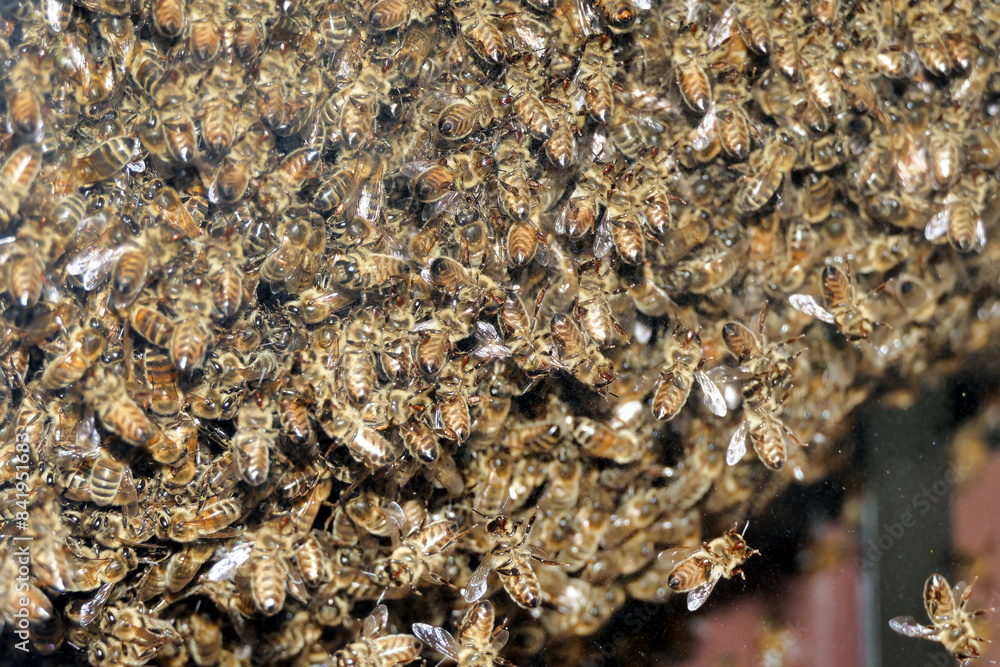 A swarm of approximately 25,000 wild bees (Apis mellifera) forming a hive in between a door and the external shutters in a bedroom necessitating the need of an apiarist to remove the swarm
A swarm of approximately 25,000 wild bees (Apis mellifera) forming a hive in between a door and the external shutters in a bedroom necessitating the need of an apiarist to remove the swarm