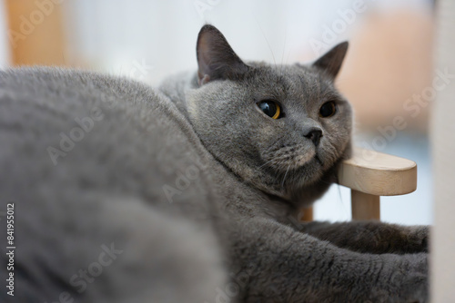 The curious gray British Shorthair blue cat looks at its owner. It's so hot in the summer that it lies sleeping on the cool floor, its big eyes drowsily closing. photo