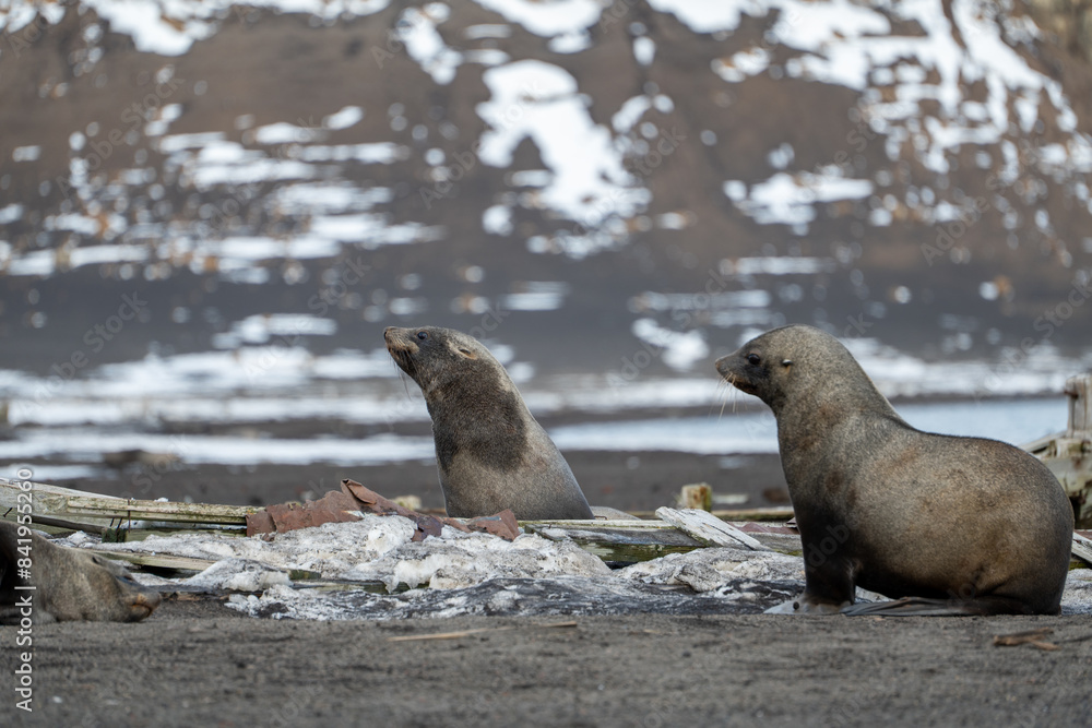 Fototapeta premium Antarctic fur seal on Deception Island