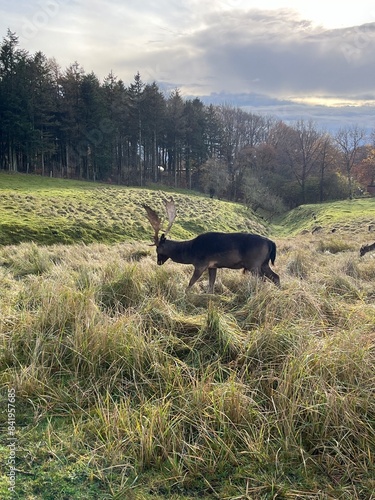 deer in the woods