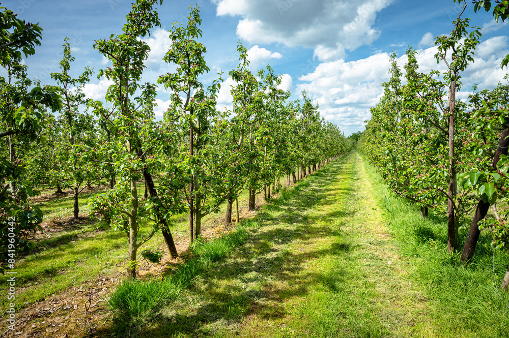 Orchard landscape with growing pear trees in spring season. Orchard landscape with growing pear trees in spring season.
