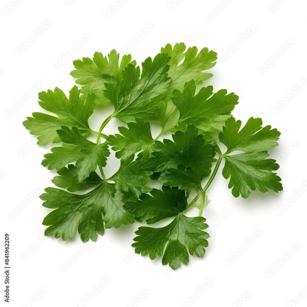 Garden parsley herb (coriander) leaf isolated on white background Garden parsley herb (coriander) leaf isolated on white background