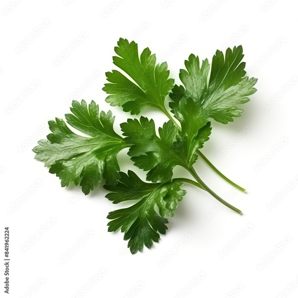 Garden parsley herb (coriander) leaf isolated on white background Garden parsley herb (coriander) leaf isolated on white background