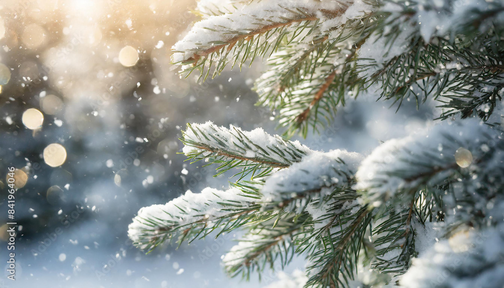 Beautiful winter scenery with pine or fir tree branches covered with snow. Cold weather. Close-up. Beautiful winter scenery with pine or fir tree branches covered with snow. Cold weather. Close-up.
