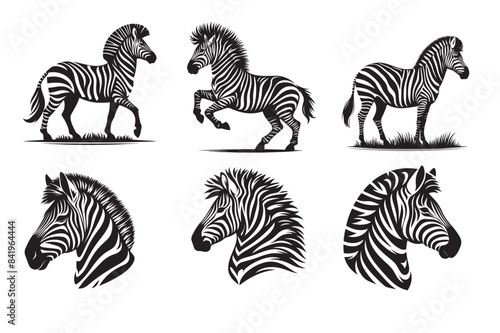zebra silhouette vector illustration.eps