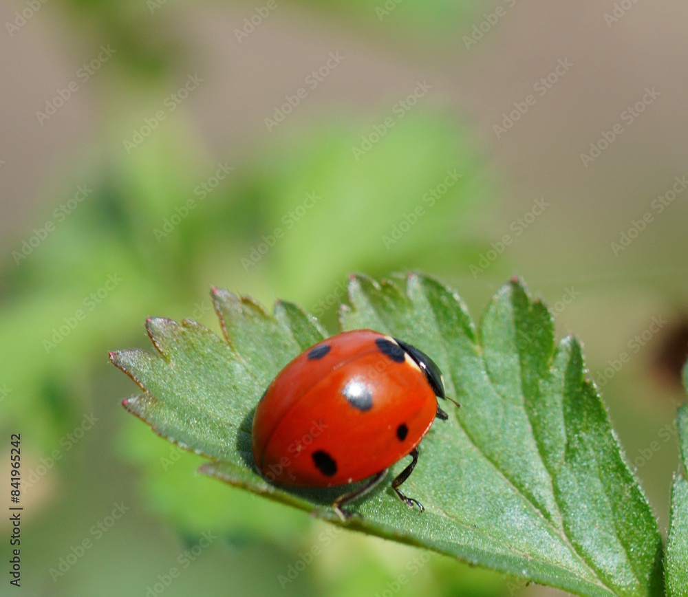 A little ladybug on a green leaf. Insects in nature. A little ladybug on a green leaf. Insects in nature.