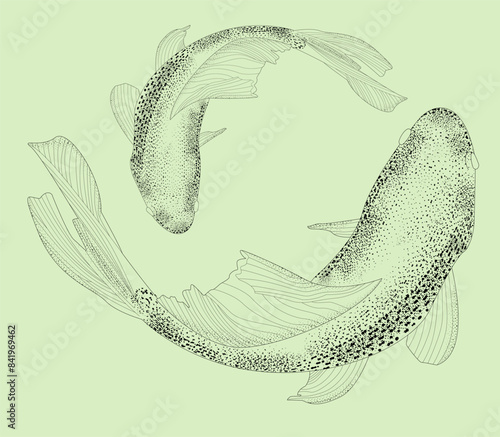 Wallpaper Mural Sketch of koi fish, carp view from above realistic hand-drawn vector graphics, illustration sketch river fish, retro engraving style, isolated on background. Freshwater fish. Fishing Torontodigital.ca