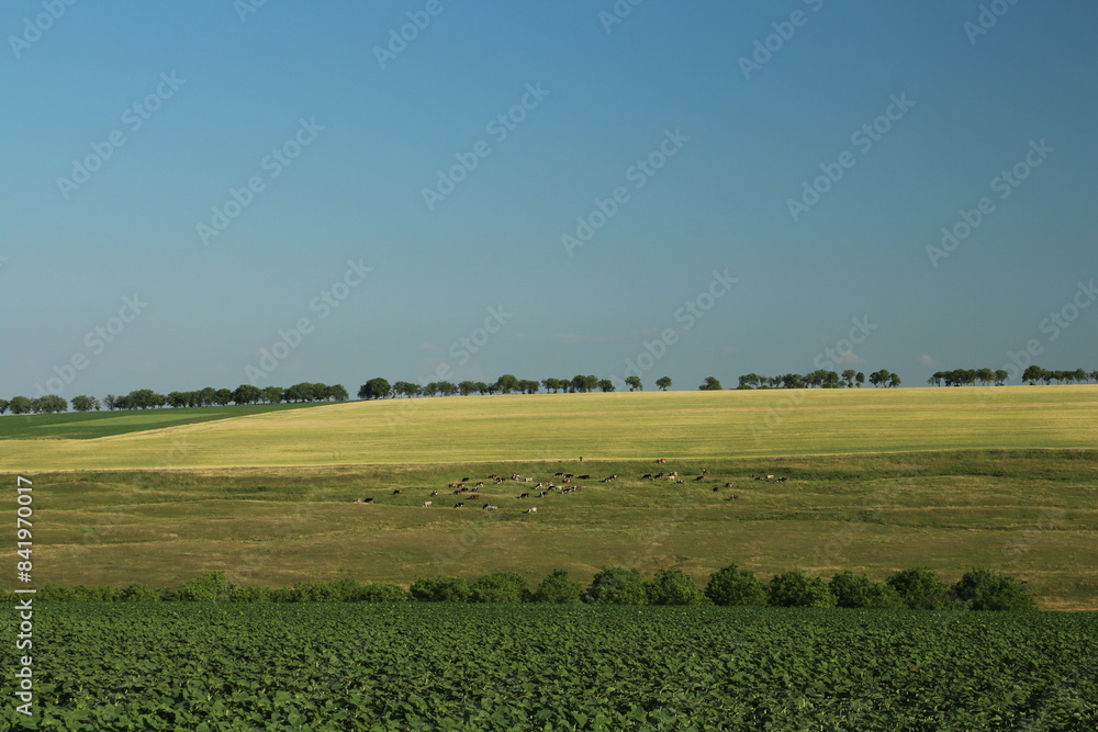 Obraz premium A field with crops and trees in the background