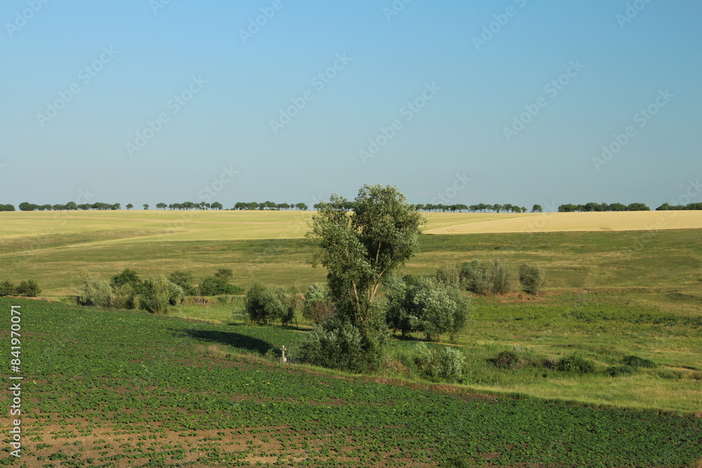 Fototapeta premium A tree in a field