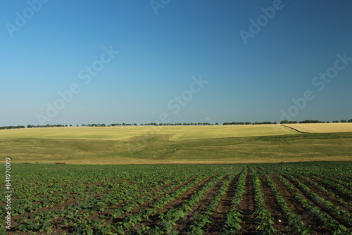 A field of crops