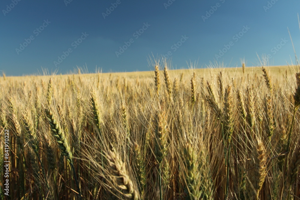 Naklejka premium A field of wheat