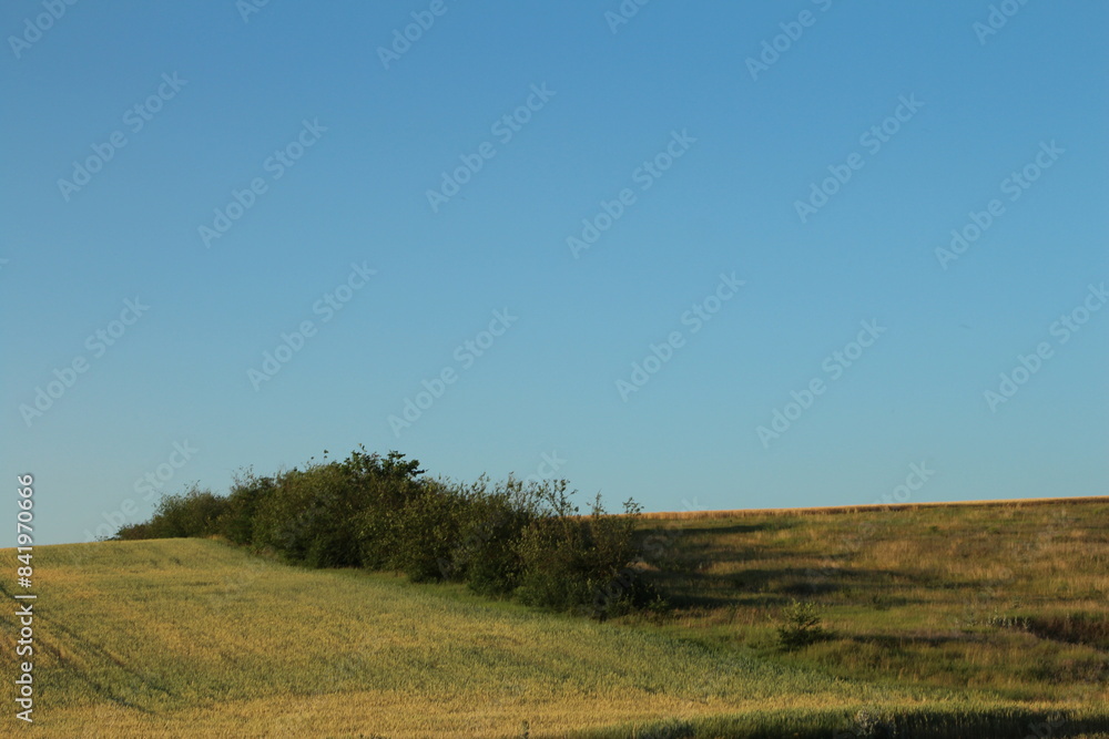 A field with trees and blue sky A field with trees and blue sky