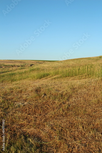 A grassy field with a blue sky