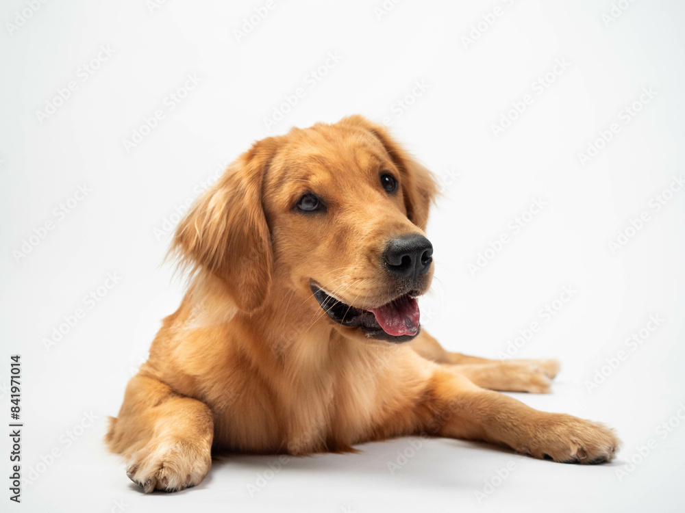 The studio portrait of the puppy dog Golden Retriever lying down and looking up with a smile on the white background The studio portrait of the puppy dog Golden Retriever lying down and looking up with a smile on the white background