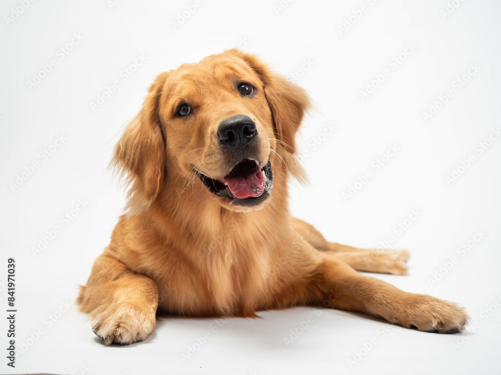 The studio portrait of the puppy dog Golden Retriever lying down with a smile on the white background The studio portrait of the puppy dog Golden Retriever lying down with a smile on the white background