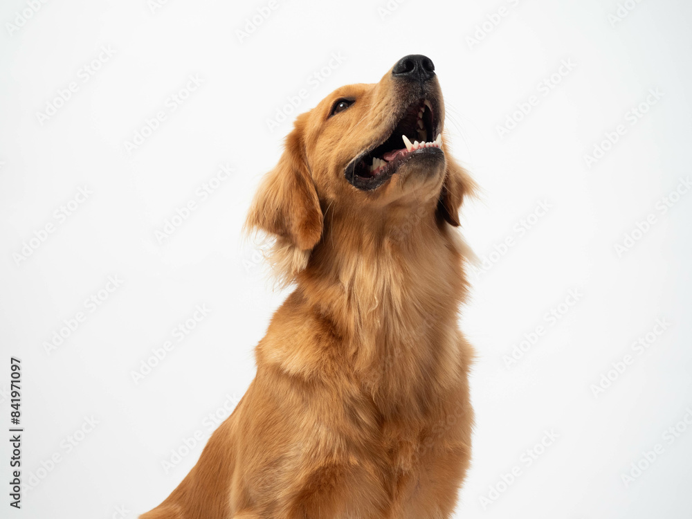 The studio portrait of the puppy dog Golden Retriever looking up with a smile sitting on the white background The studio portrait of the puppy dog Golden Retriever looking up with a smile sitting on the white background
