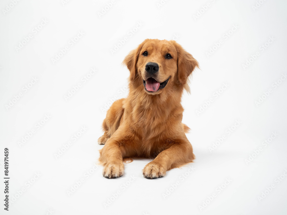 The studio portrait of the puppy dog Golden Retriever lying down with a smile on the white background The studio portrait of the puppy dog Golden Retriever lying down with a smile on the white background
