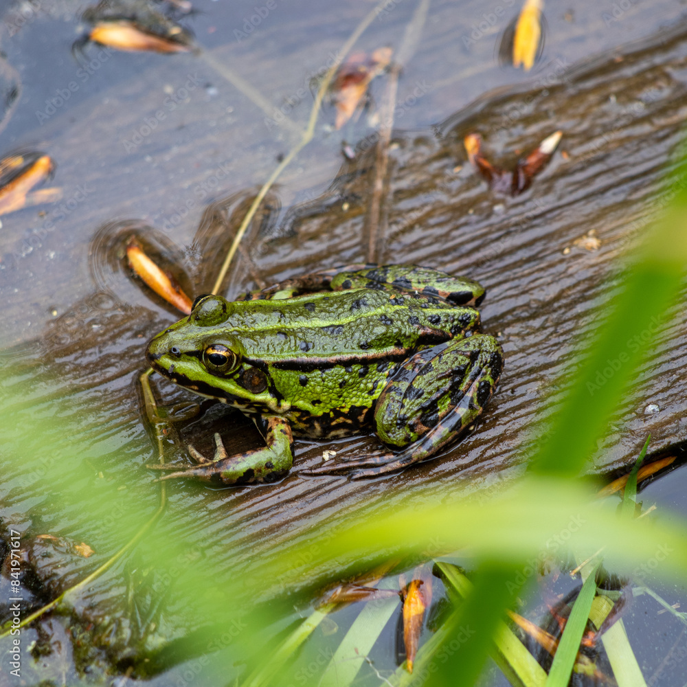 Frosch auf Holzbrett in Wismar