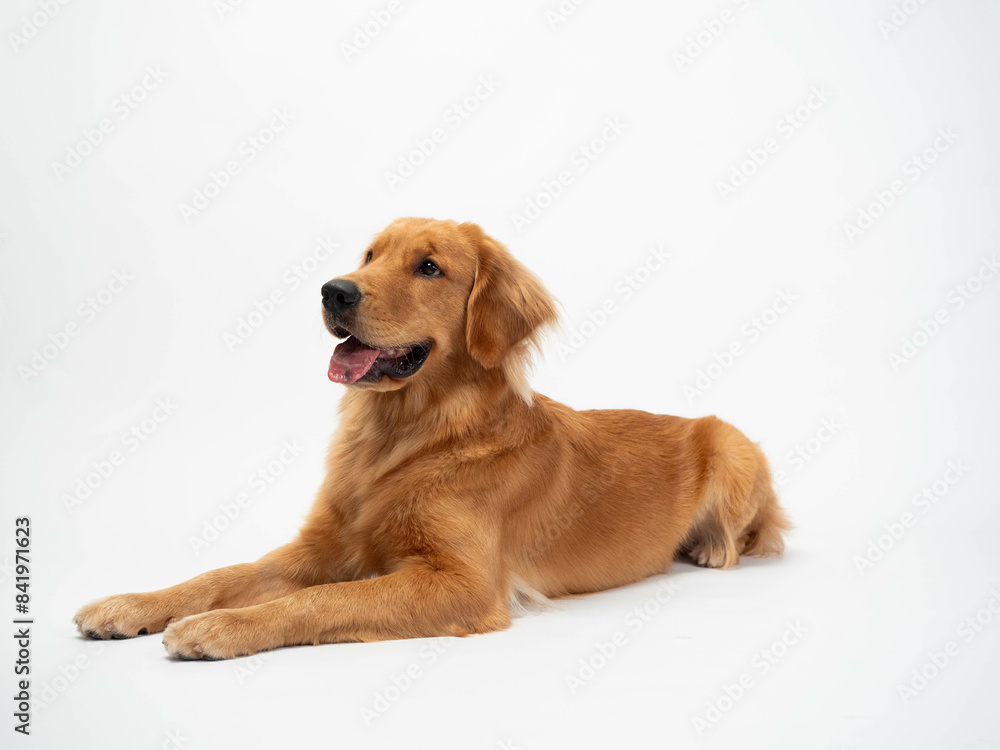 The studio portrait of the puppy dog Golden Retriever lying down with a smile on the white background The studio portrait of the puppy dog Golden Retriever lying down with a smile on the white background
