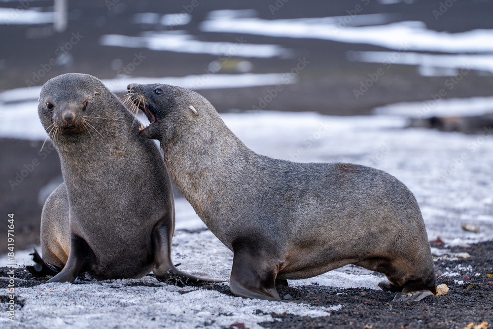 Fototapeta premium Antarctic fur seal on Deception Island