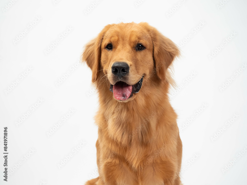 The studio portrait of the puppy dog Golden Retriever with a smile sitting on the white background The studio portrait of the puppy dog Golden Retriever with a smile sitting on the white background