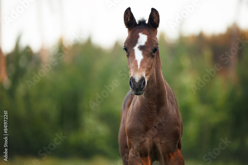 Foto brown foal with white mark posing outdoors in summer, close up portrait