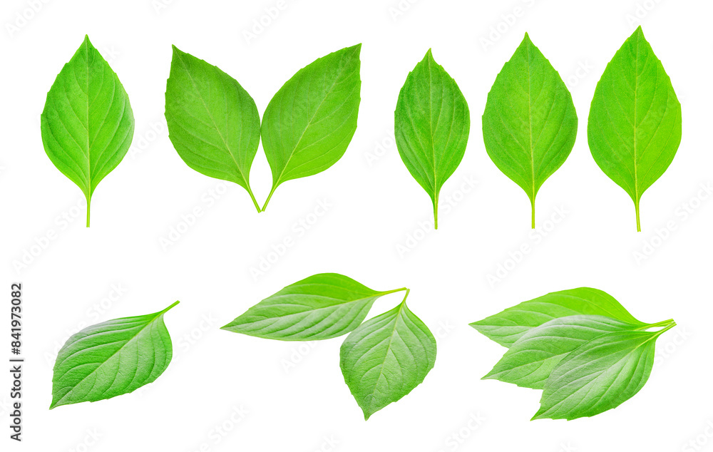 Fresh basil leaves transparent png Fresh basil leaves transparent png