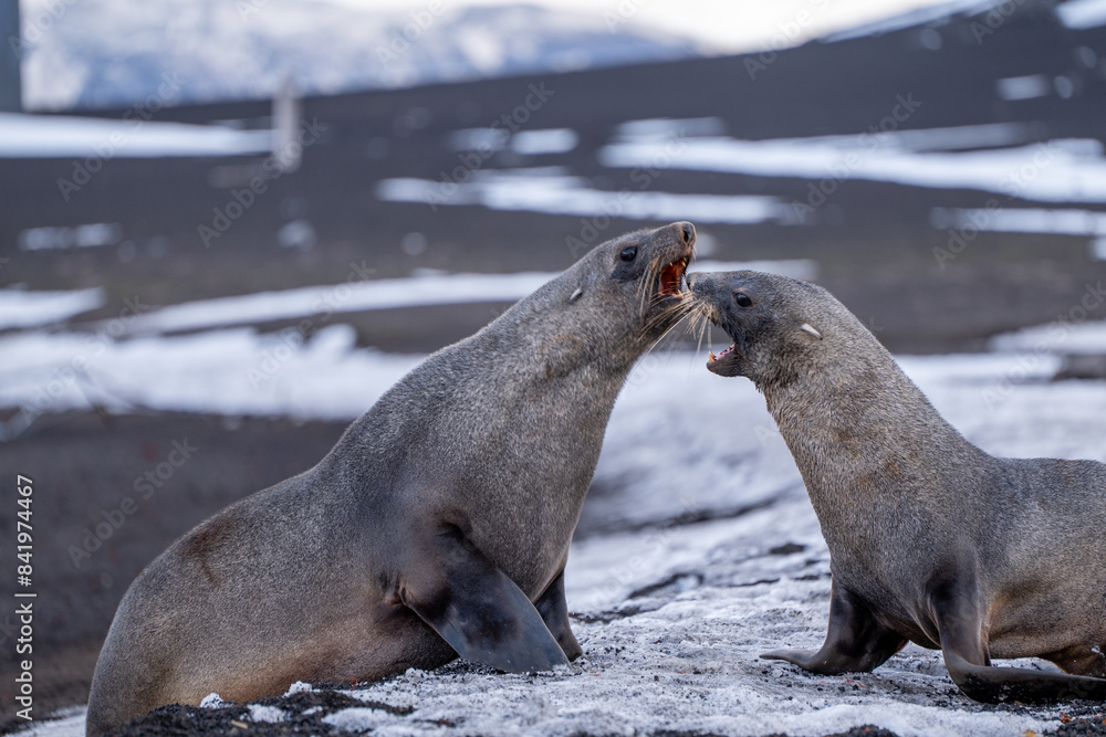 Fototapeta premium Antarctic fur seal on Deception Island