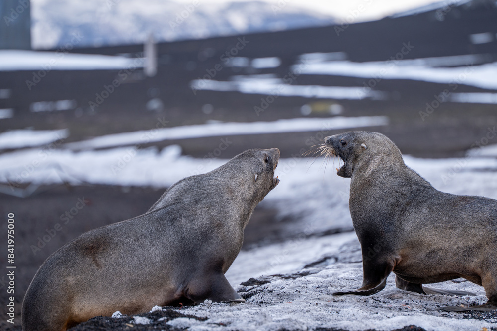 Fototapeta premium Antarctic fur seal on Deception Island