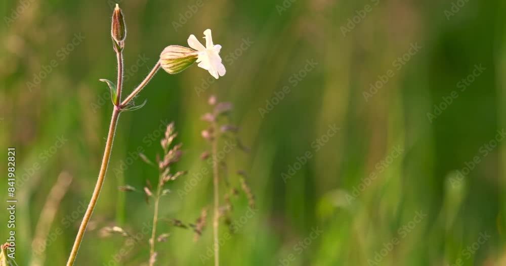 White wild flower and grass swaying in the wind from close up White wild flower and grass swaying in the wind from close up