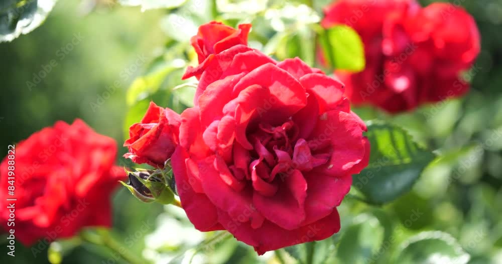 Rose moving in the wind, slow motion Rose moving in the wind, slow motion