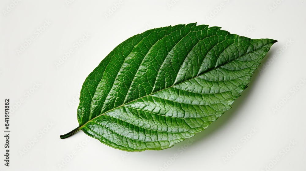 Fototapeta premium Stunning green leaf on a white background