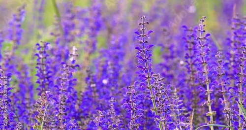 Purpel flower salvia pratensis on a meadow during spring. Purple sage on a meadow photo