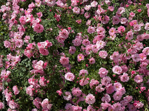Wallpaper Mural Pink roses flowers beautiful rosebush Torontodigital.ca