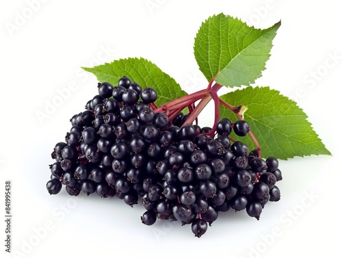 Bouquet of elderberries on a white background.