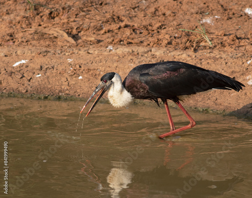 stork with a long beak wading through the water stalking and foraging for fish in a pond ;Asian woolly-necked stork or Asian woollyneck (Ciconia episcopus) from Wilpattu National Park in Sri Lanka photo