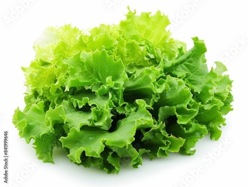 A fresh bunch of lettuce leaves isolated on a white background.