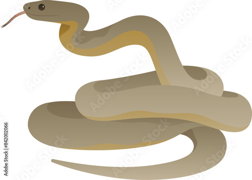 Color vector illustration of inland or western taipan. Wild venomous snake isolated on white background. Endemic wildlife of Australia.