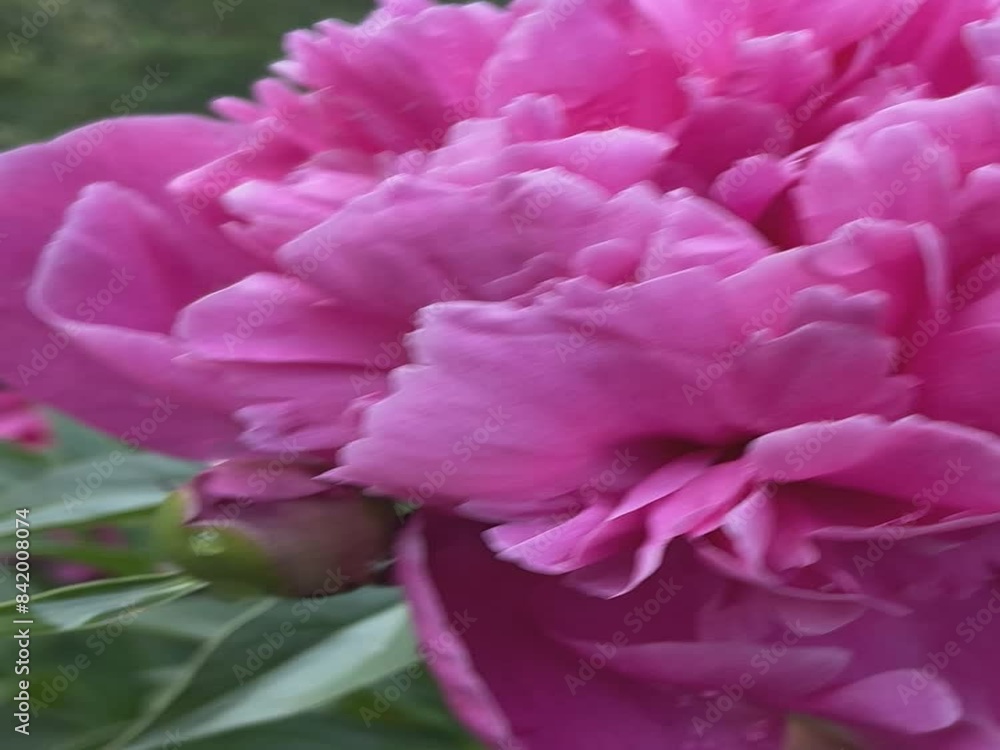 close up of pink dahlia close up of pink dahlia
