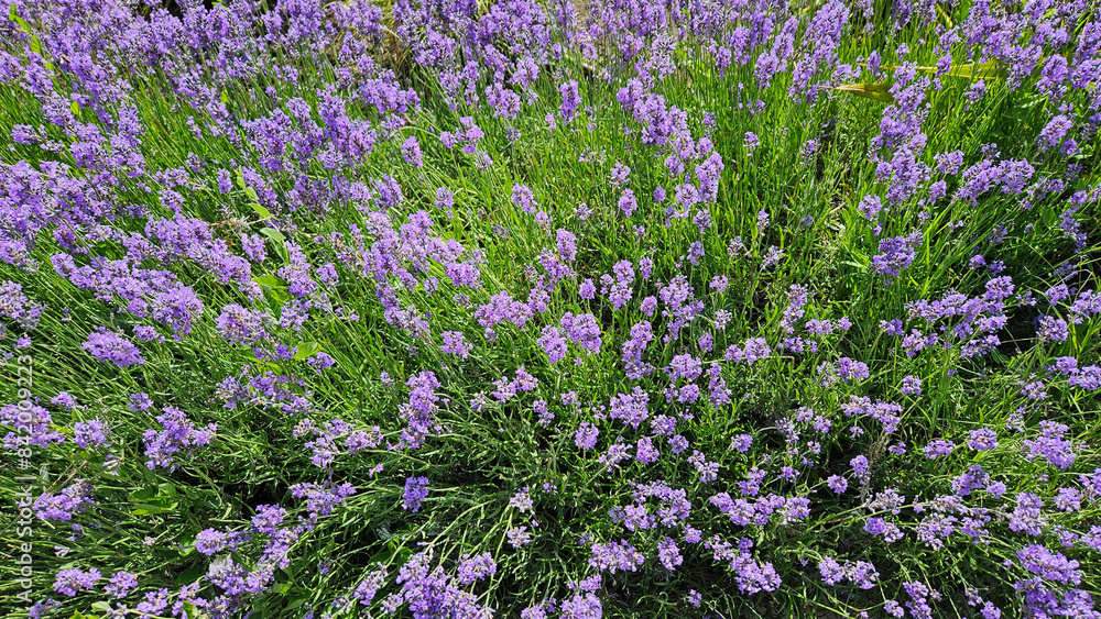 Fototapeta premium Bushes of beautiful blooming lavender, close-up