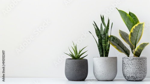 three different types of house plants in concrete pots photo